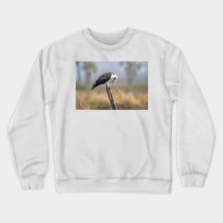 Osprey Scratching the Itch Crewneck Sweatshirt